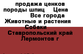 продажа ценков породы шпиц  › Цена ­ 35 000 - Все города Животные и растения » Собаки   . Ставропольский край,Лермонтов г.